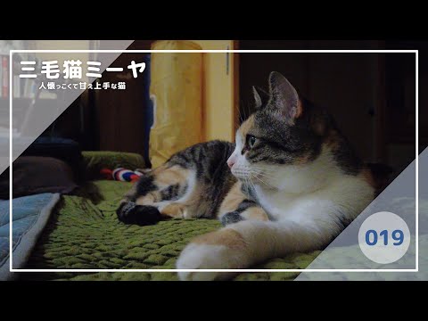 【猫好き必見！癒しの三毛猫動画】窓際にベンチを設置したよ♪三毛猫ミーヤちゃん