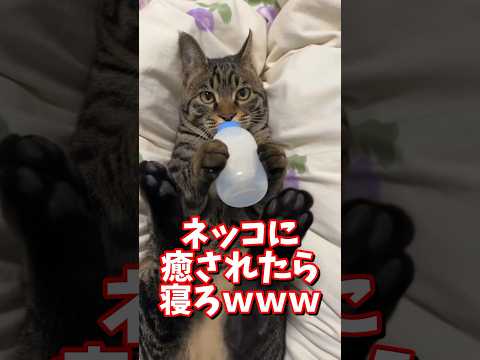 ネッコの動画で癒されたら寝ろｗｗｗ　#2ch #2chまとめ 動物スレ #2ch面白いスレ #動物 #犬 #猫 #癒やし #ねこ動画#ねこ