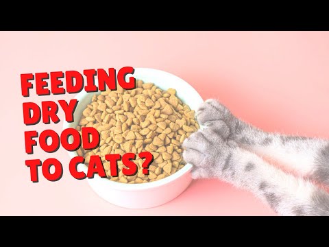 Why Would You Feed Cats Dry Food? | Two Crazy Cat Ladies