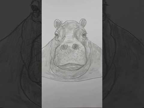 Draw a realistic hippo 🦛 Easy way to draw a hippopotamus | Beginner-friendly drawing lesson.