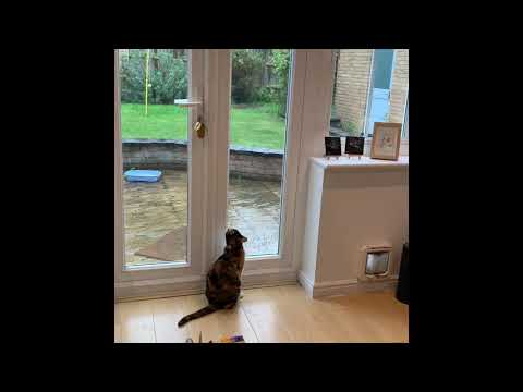 Cat V Rain