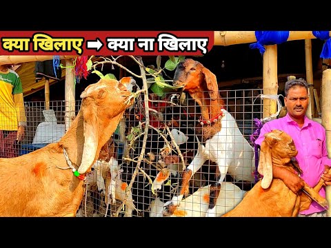 नए बकरी पालक Goat farming के बारे मे यह जान लें | Goat farm | bakra mandi