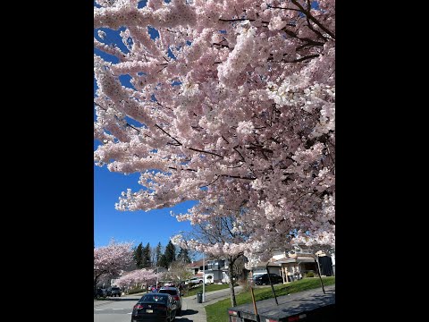 Cherry Blossom in Greater Vancouver Part 2 202403#Leisure Music#加拿大大温哥華賞櫻花(2)# 4K video