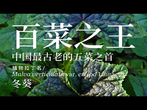 曾经的百菜之王，中国最古老的五菜之首，葵菜