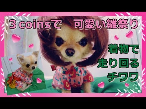 3coinsで可愛い雛祭り💖着物で走り回るチワワ👘沢山お直し😅～Chihuahua wears  a kimono and wigs at the Doll's Festival