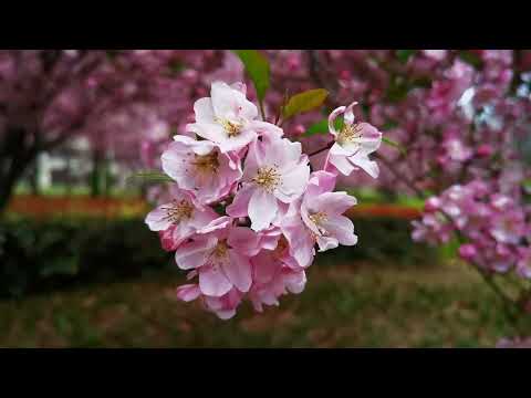 红色的海棠红的像火一样，春天真是太美了