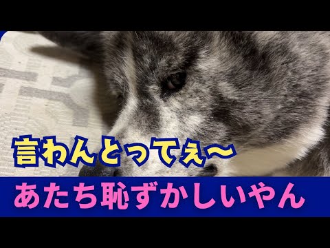 【Akita dog】オカシナ梅ちゃん