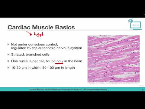 Cardiac Muscle Basics and Anatomy