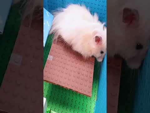 DIY Lego Hamster Maze #Shorts