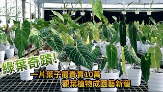 觀葉植物成園藝新寵　1片葉子最貴竟然要10萬元｜NOWnews｜NOWnews