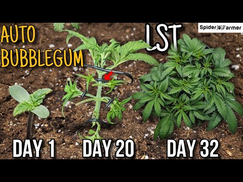 How I Grow E4- Bubblegum Auto - LST, Defoliation, Watering, Light - Spiderfarmer SF4000