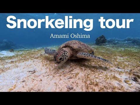 奄美大島シュノーケリングツアー【ウミガメ】Snorkeling tour Amami Oshima