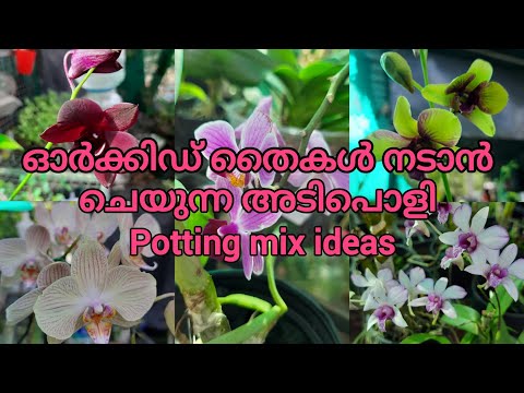 Easy Rooting Method of Orchid | new Orchid seedlings to grow faster | garden dreams