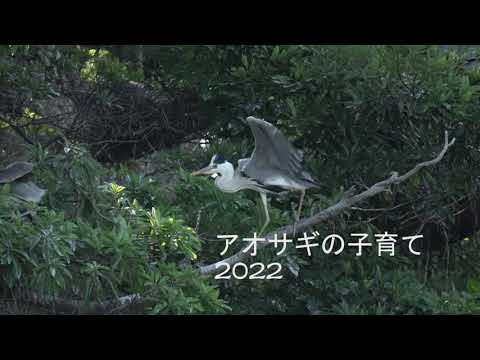 アオサギの子育て Grey heron