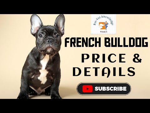 French Bulldog Price & information in India ( Hindi ) #doglover #dogprice #frenchbulldog