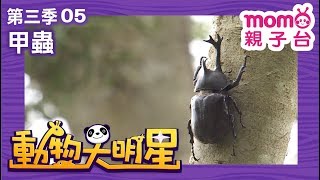 動物大明星 S3【甲蟲】第3季 第05集｜認識動物｜自然生態｜魚類｜爬蟲類｜昆蟲｜海洋生物｜哺乳類｜Animal big star｜兒童電視節目【親子台｜官方HD完整版】momokids