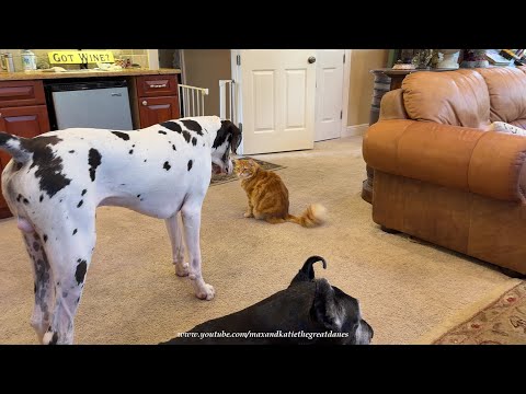 Funny Great Dane Puppy Doesn't Want To Walk Past The Cat - Cats Rule