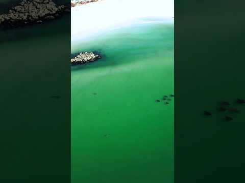 SHARKS STALKING PREY IN THE SHALLOWS