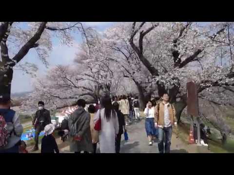 京都八幡市背割堤