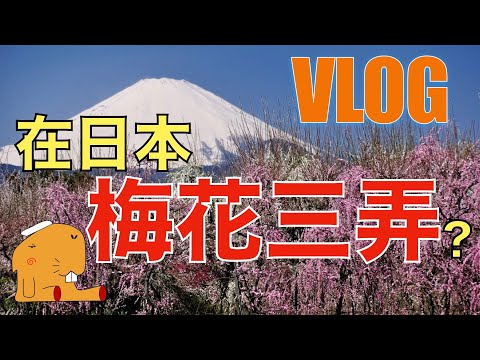 【VLOG】「梅花三弄」in日本曽我別所梅林2021.02.11（日本語＆中国語字幕）