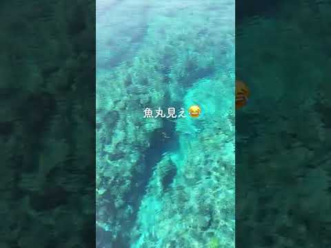 【悲報】海が透明すぎて魚が丸見え👀　#釣り #沖縄 #海 #shorts