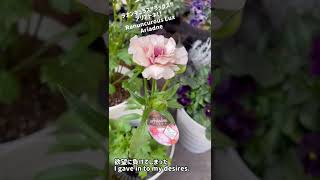 sub)ラナンキュラスラックス"アリアドネ"に遭遇/I could buy Ariadne of Ranunculus Lux❤️