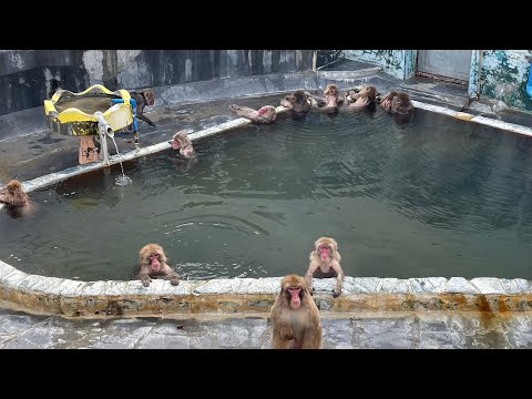 函館市亜熱帯植物園　猿がお風呂入っているのを観察してみた！