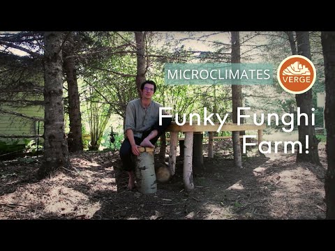 Microclimate Farming: How Mitch Transformed a Neglected Piney Plot into a Funky Fungi Forest