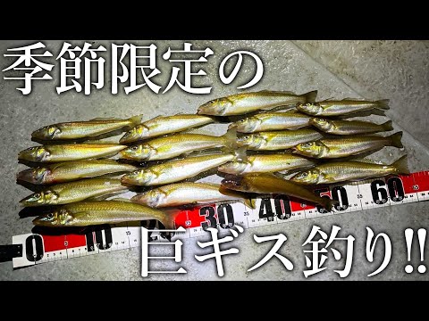 夜の工業地帯で釣れるシロギスがデカすぎました…