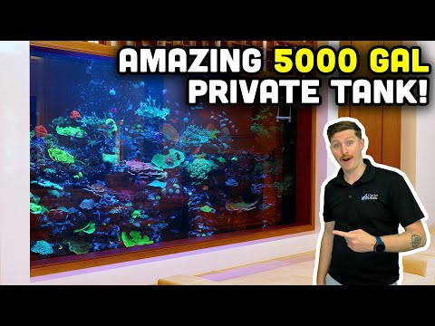 DIVING into a 5000 Gallon Reef Tank Tour! Reef Secrets from RAD!