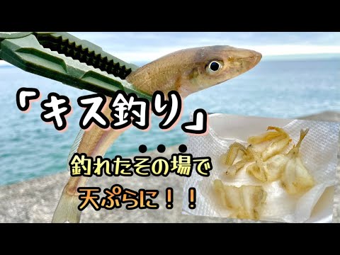 【キス釣り】釣れたその場で天ぷらにしてみた！！