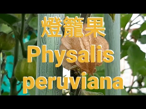 燈籠果 Physalis peruviana