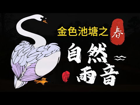 金色池塘之春——自然雨音【绵绵春雨，大雁游弋，鸳鸯嬉戏，锦笺吟阅，围炉烹茶，雨琴冥思，诗意安暖，尽兴随缘，抚慰心灵】