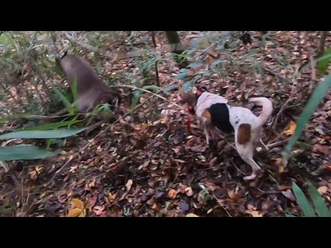 SC Deer Dog Drives 11/24/23: Great races and two shots on cam!