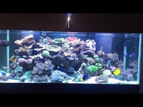 Quick Reef Tank Update 8-3-16 (Reef Vlog)