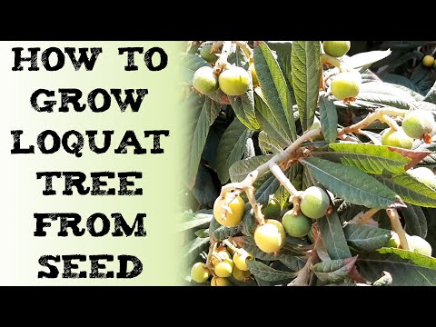 how to grow loquat tree from seed 枇杷树如何种植？लोकाट का पौधा बीज द्वारा उगाएं Мушмула японская Nísperos