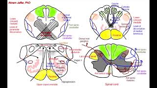 Medulla oblongata, simplified sections of internal structure