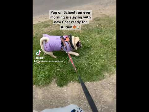 #puppywalk #schoolruns #dogwalk #pug #puglife #pugshionista #fashionista #pugmom #monday