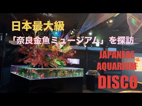 【奈良　金魚ミュージアム】日本最大級金魚エンターテイメントを探訪　主役の金魚は身近な品種から希少種まで大和郡山市の金魚たち　優雅に美しく、流れるように泳いでます　　　#なら#きんぎょ #あくありうむ