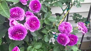 Lavender crush climbing rose｜Very fragrant｜薰衣草迷恋｜香气迷人的紫色爬藤玫瑰｜Zone 5