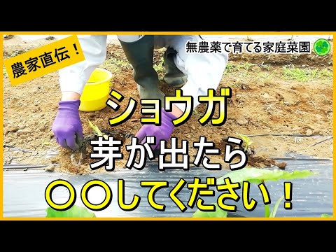 【生姜栽培】芽が出たらやるべきお世話を解説！【有機農家直伝！無農薬で育てる家庭菜園】　24/5/30