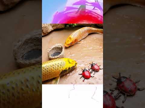 Stop Motion ASMR Fish Figh 2 30.8.2024 #fish #shorts #asmr #fynnyvideo #fish #funny #cuckoo #trend