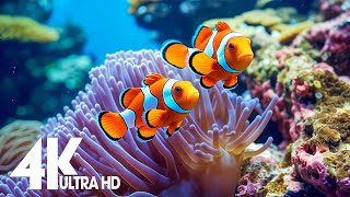 Aquarium 4K VIDEO (ULTRA HD) 🐠 Beautiful Coral Reef Fish - Relaxing Sleep Meditation Music