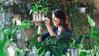 Plant propagation for beginners » 5 indoor plants