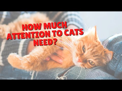 Do Cats Need Attention? | Two Crazy Cat Ladies