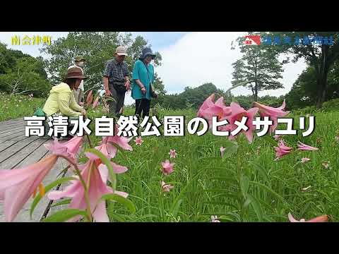 高清水自然公園のヒメサユリ