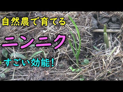 【ニンニク】自然農でにんにくを育てる