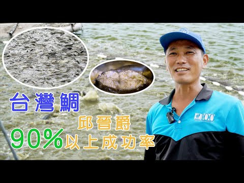 【嘉義布袋】台灣鯛 邱晉爵9成以上成功率養殖 |用心的產業 |美麗心台灣(449) #美麗心台灣 #嘉義布袋 #光合菌 #台灣鯛 #吳郭魚 #邱晉爵  #爵士勁蝦