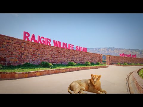 Rajgir Zoo Safari | Khule Me Ghoom Rahe Lion - Bears | Saurav Simba Vlogs