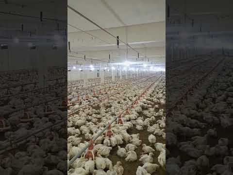 poultry farm #broiler_poultry_farm  #birdslover #farming #babyshorts